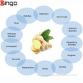 Best selling ginger extract powder natural organic